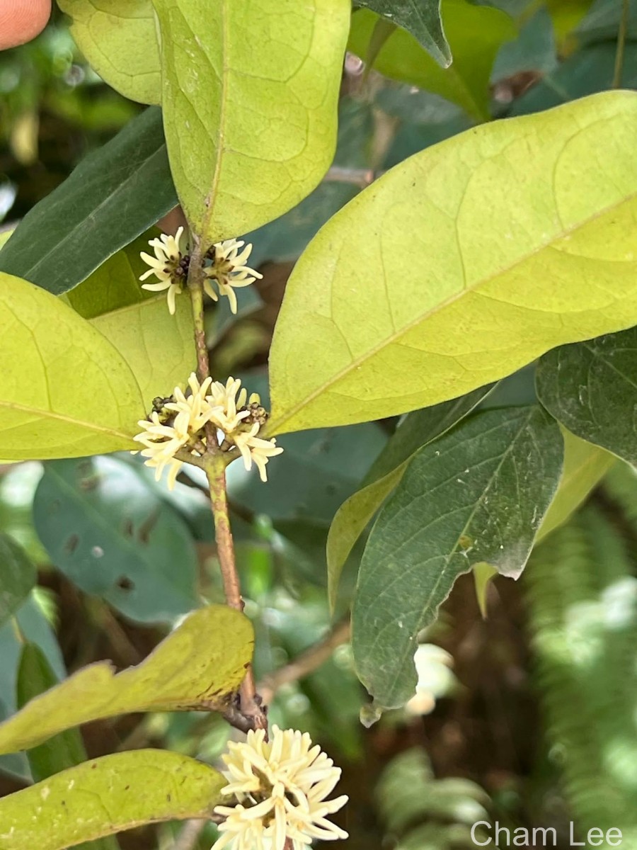 Chionanthus albidiflorus Thwaites